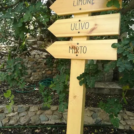 Mirto * Capitana